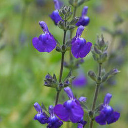 Salvia microphylla caerulus